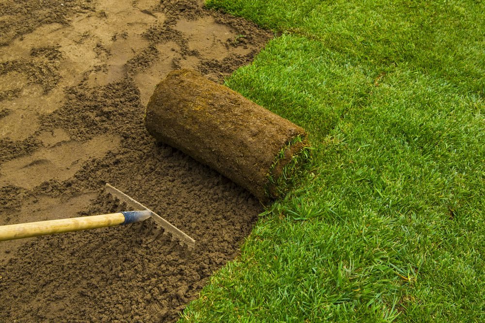 Sod vs Seed Which Lawn Installation Option Is Right for You with Copperhead Property Maintenance
