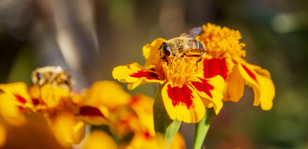 Bee pollinating garden by copperhead property maintenance and landscaping