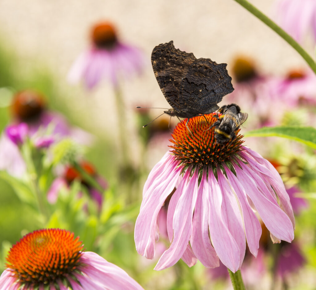 Biodiversity in Your Garden with Copperhead Property Maintenance