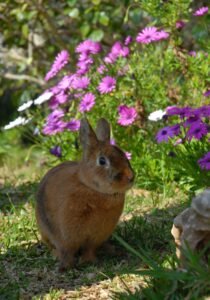 Environmentally friendly garden designed by copperhead property maintenance and landscaping