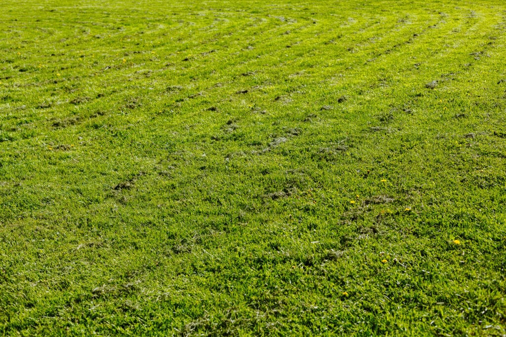 Aerated Lawn In Lutz FL