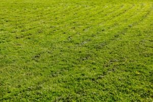 Aerated Lawn In Lutz FL