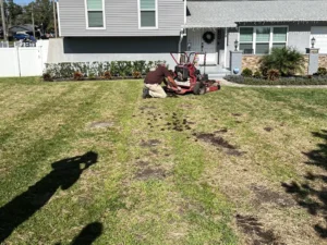 Sun-stressed St. Augustine turf under intense Florida heat